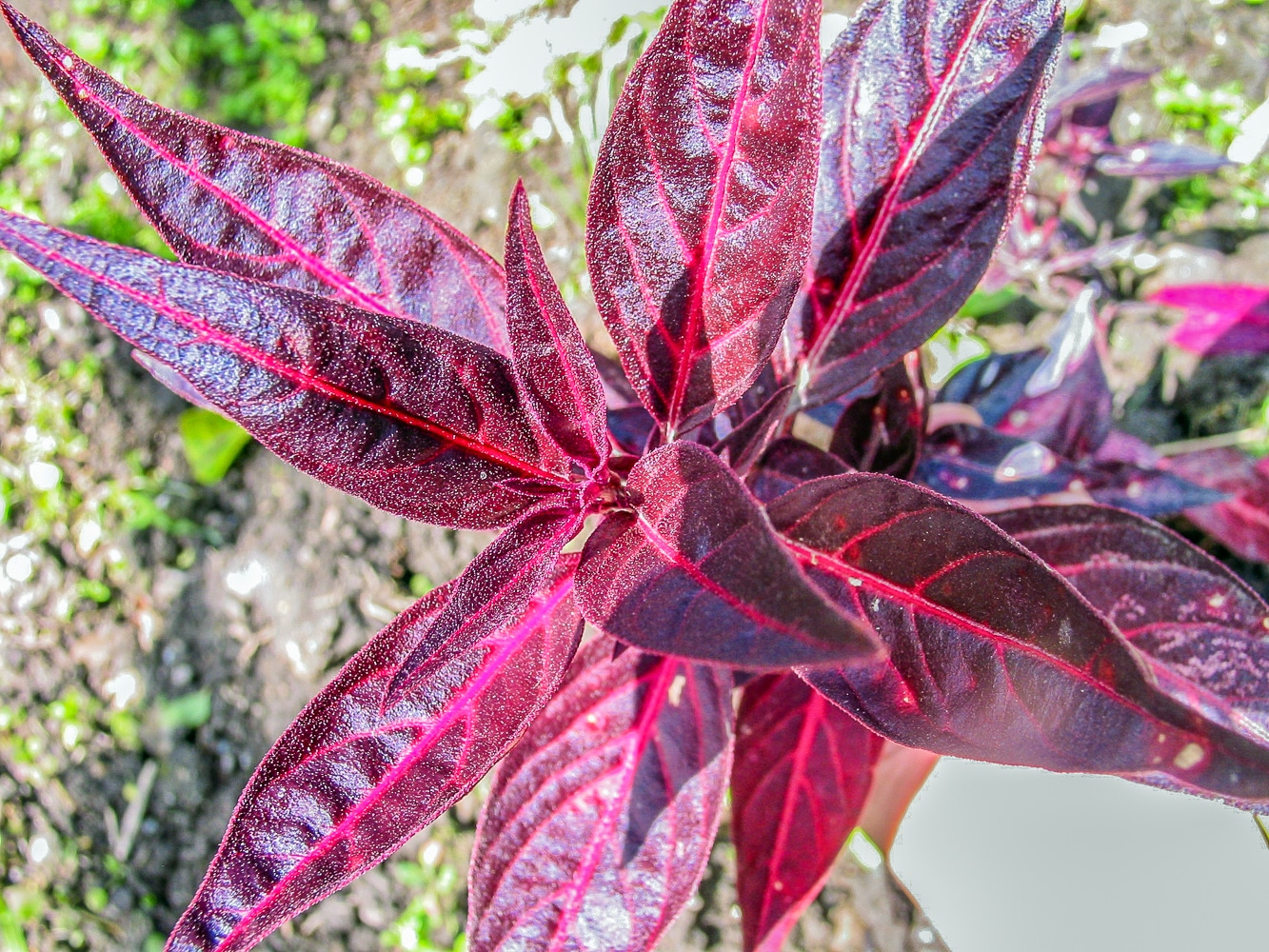 Aerva Sanguinolenta Escancel Plantas Medicinales