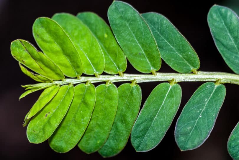 Phyllanthus niruri – Chanca Piedra