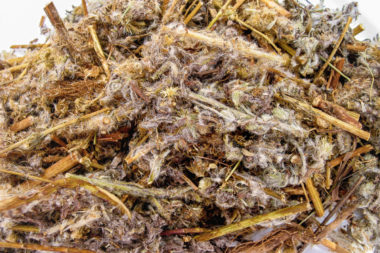 Conyza filaginoides – Simonilla
