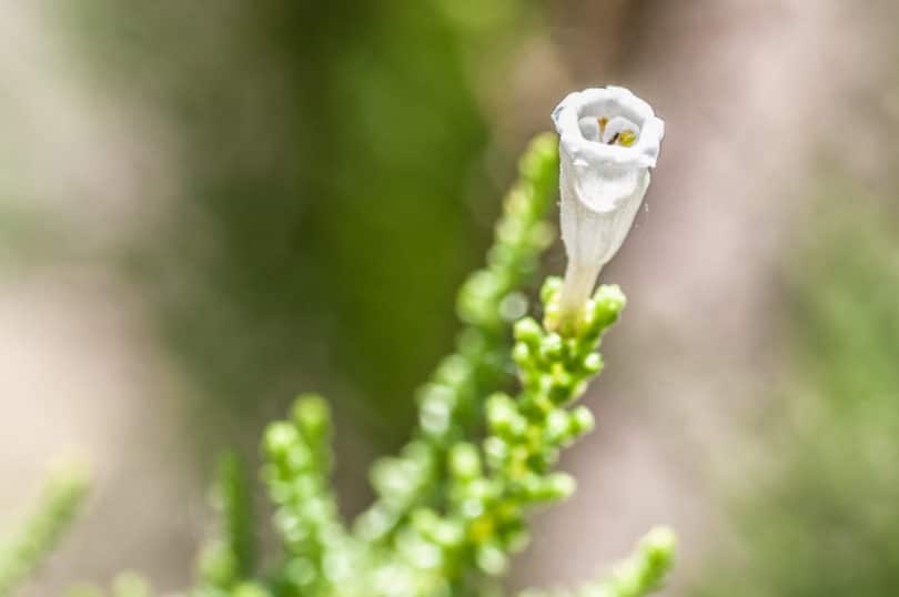 Fabiana imbricata - Palo Piche