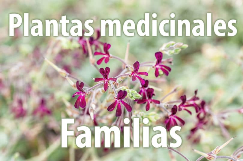 Familias de plantas medicinales