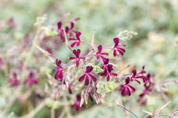 Pelargonium sidoides - Umckaloabo