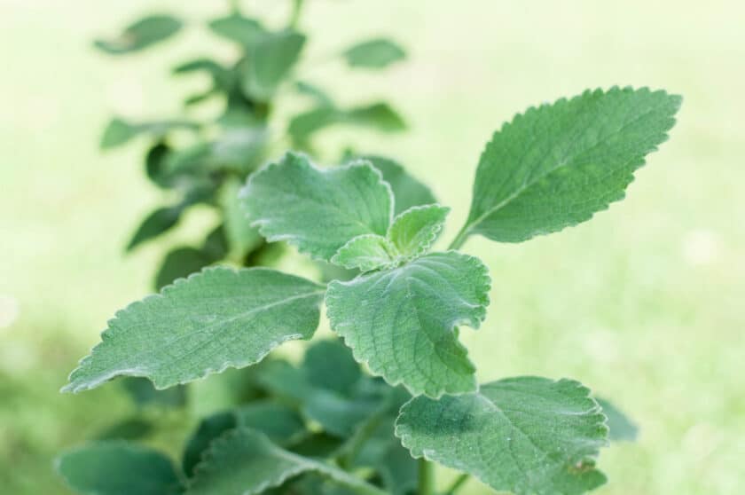 Plectranthus barbatus - Boldo