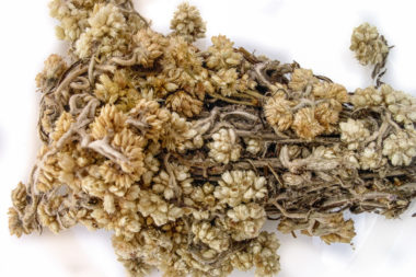 Pseudognaphalium viscosum - Gordolobo
