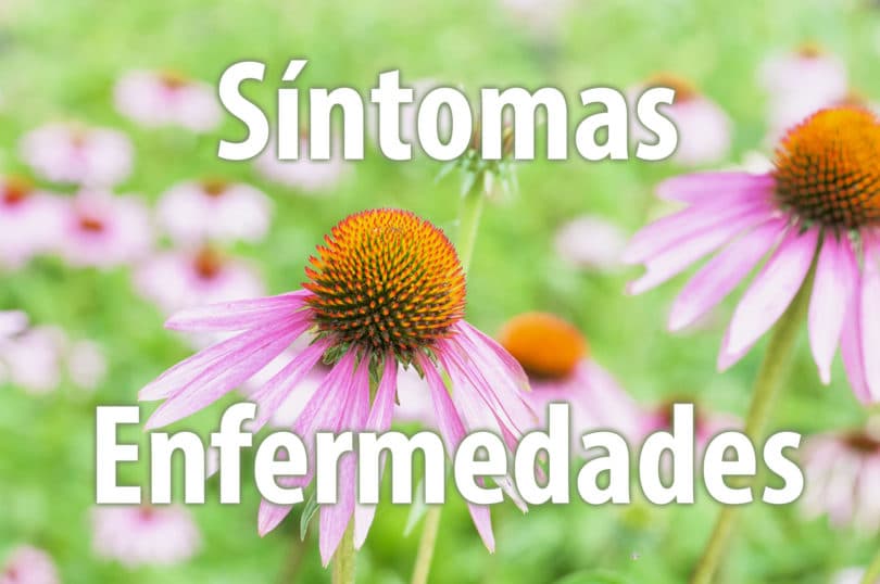 Plantas medicinales contra los siguientes síntomas y enfermedades